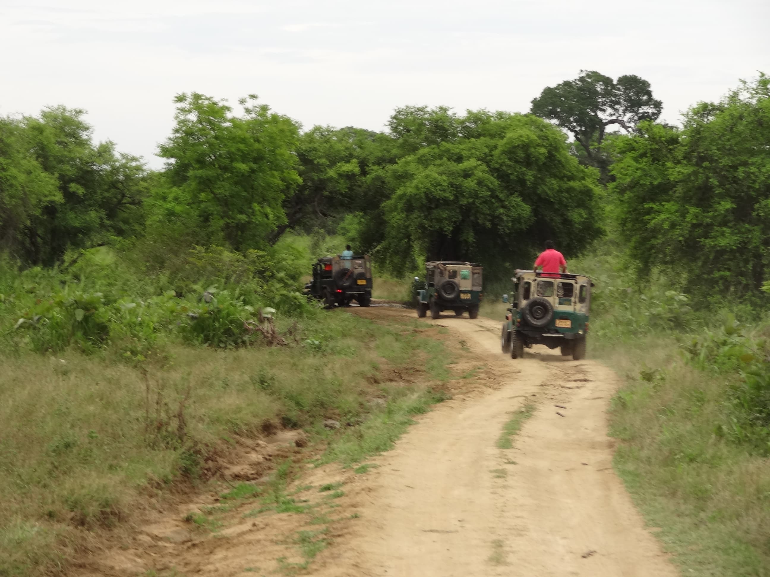 Hurulu Eco Park Jeep Safari 05