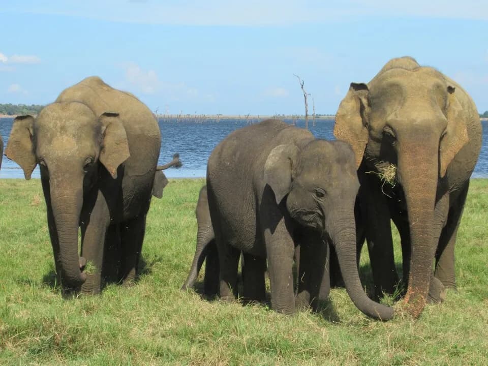 Kaudulla National Park (30661269788)