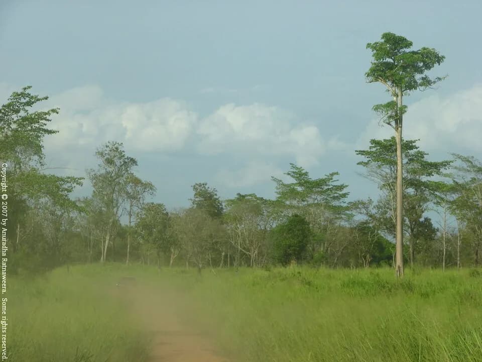 Maduru Oya National Park grassland