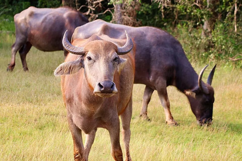 Wilpattu National Park, Sri Lanka