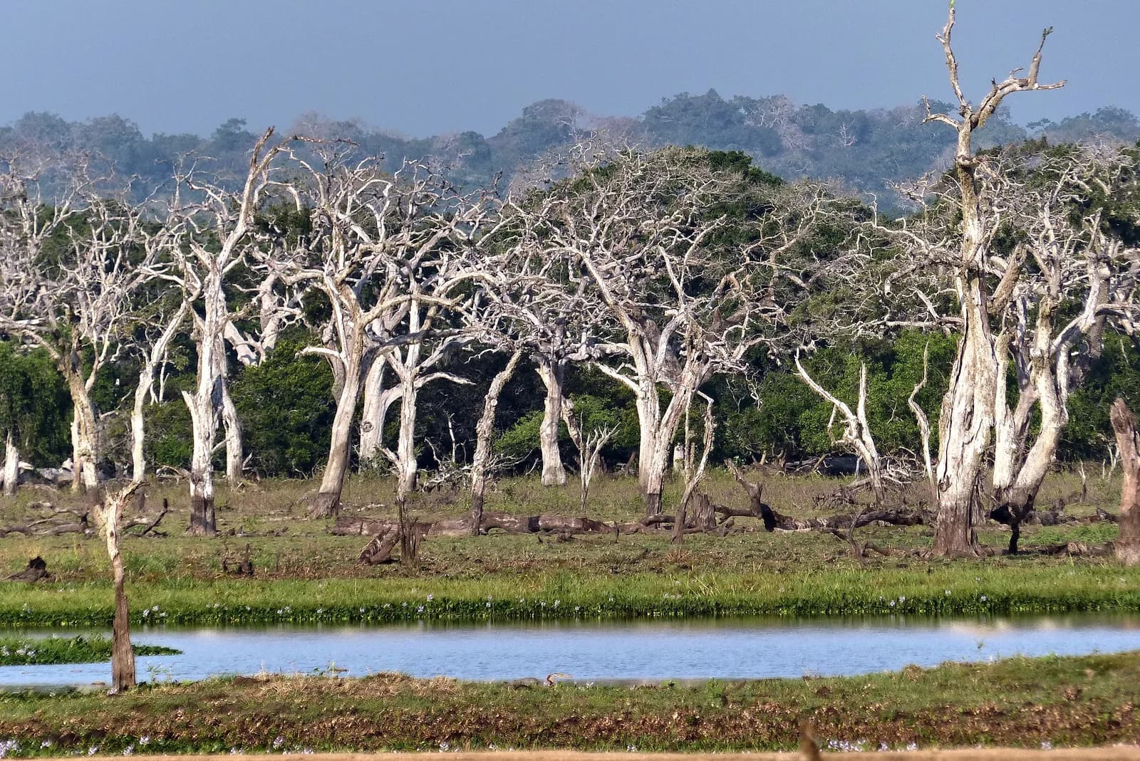Scenery in Yala National Park